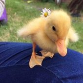 Avatar for quackitten