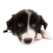 Avatar for merlepup