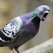 Avatar for WonkaSock69