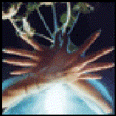 Avatar for Yurenzo