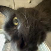 Avatar for SquireCat