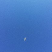 seagull.