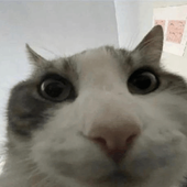 Avatar for albatrossv2