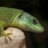 Avatar für GreanLizzzard