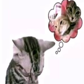 Avatar für berat27