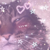 Avatar for Bambikittens