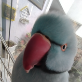 Muriloliro69 için avatar