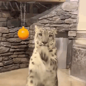 fakeleopard 的头像