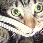 Avatar de tipcik
