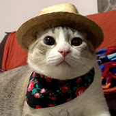 Avatar de Vinik