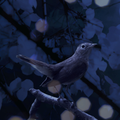 Avatar for alsomusic