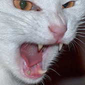 Avatar de aidennm