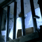 Finch Gif