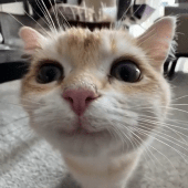 Avatar for catnox