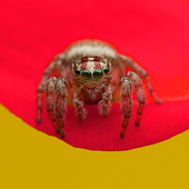 Avatar for sventhespider