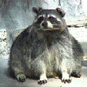 wasbeerverkoper için avatar