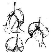 necks.jpg