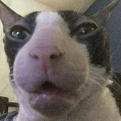 ChefArmor için avatar
