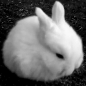 black and white bunny