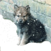 Avatar for wolfpuppy