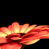 Avatar di orangeflower