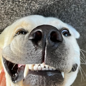 Avatar di Ottodalab