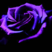 Avatar for Tearing_Rose