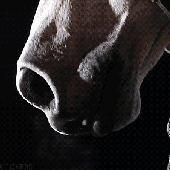 Avatar di atomhorse