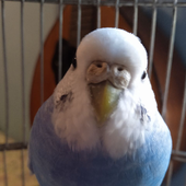 Avatar für Andre_ll