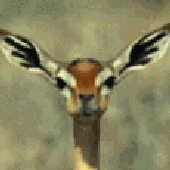 Avatar di CarroLz
