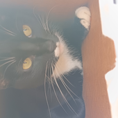 Avatar for Chowdercats