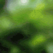 Avatar for lserwinski