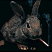 Avatar for jckrbbt_