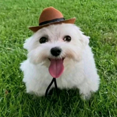 Avatar for Maskhugo