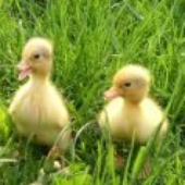 Avatar for DuckyPunk