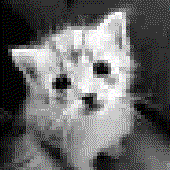 Avatar di lumibunn