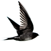 Avatar for graynoise_