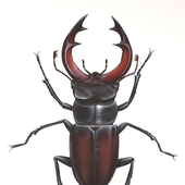 Avatar for Sam_beetle