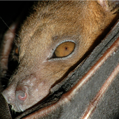 Avatar for zoebat
