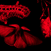 Avatar for mmmelatonin