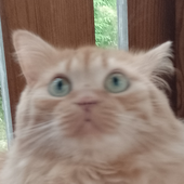 Avatar för citrosmic