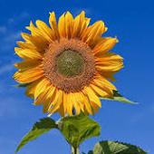 Avatar for A_Sun_Flower