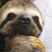 Rehucin için avatar
