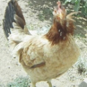 Avatar di melesana