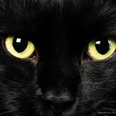 Avatar di BlackSimpleCat