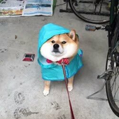 Avatar di pupperdogs