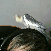 Avatar für herr_ivan