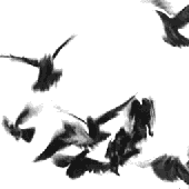 Constellater için avatar
