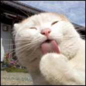 Cilious için avatar