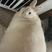 Avatar for Hotomu